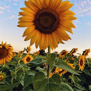 Sonnenblume